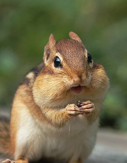 Chipmunk Chipmunk Concept Giant Bomb