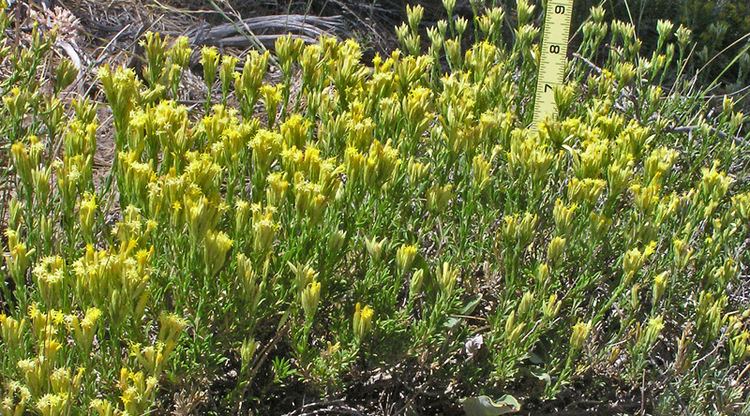 Chrysothamnus Southwest Colorado Wildflowers Chrysothamnus