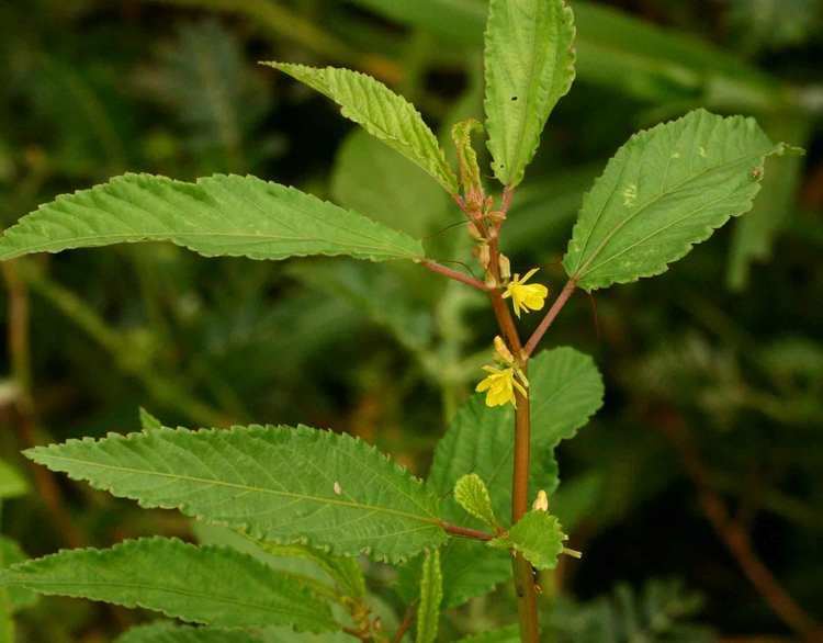 Corchorus Flora of Zambia Species information individual images Corchorus