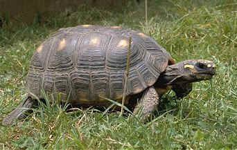 Cryptodira Palaeos Vertebrates Brief History of Chelonian phylogenetics and