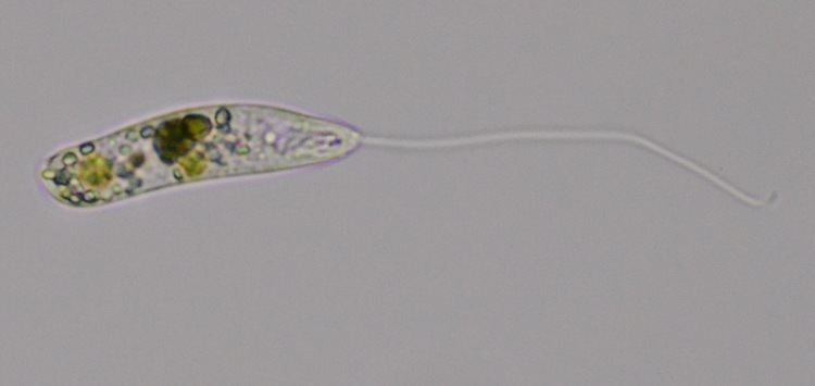 Euglenid Other euglenids Protists in Singapore