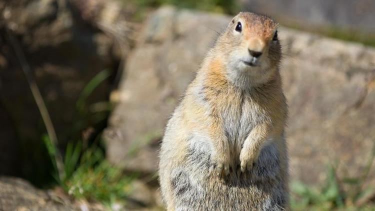 Ground squirrel Arctic Ground Squirrel Spermophilus parryii NatureWorks