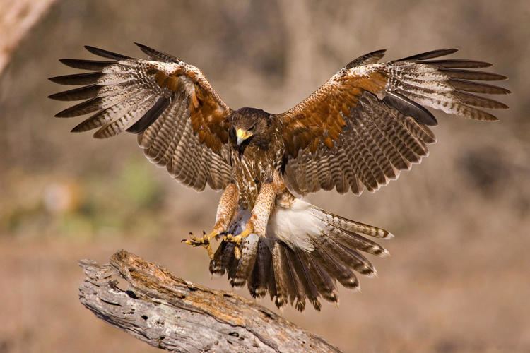 Hawk Harris39s Hawk Audubon Field Guide