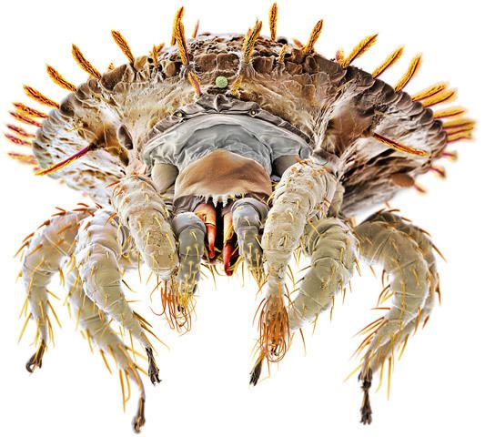 Mite Mighty Mites National Geographic Magazine