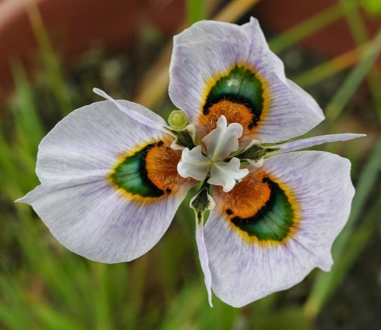 Moraea Growing Cool Plants Moraea villosa Color Forms