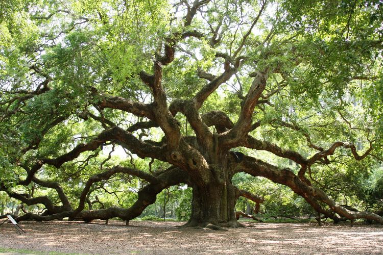 Oak Oak The meaning of the dream in which you see 39Oak39