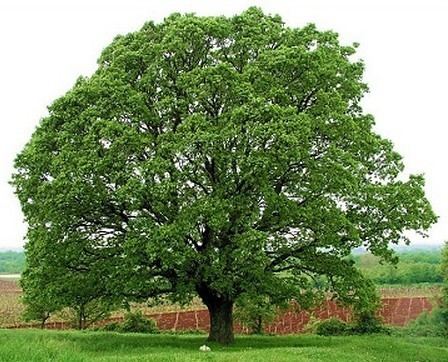 Oak Oak