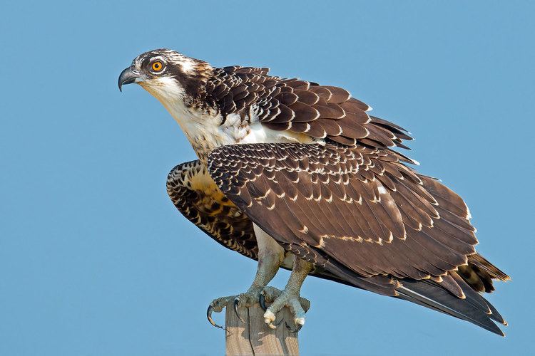 Osprey Osprey Audubon Field Guide