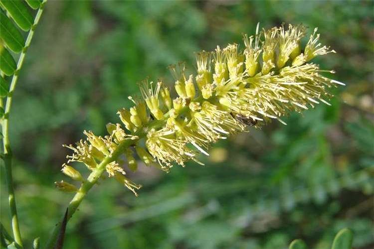 Prosopis Factsheet Prosopis juliflora Prosopis or Mesquite