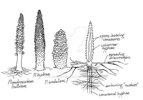 Prototaxites prototaxites DeviantArt