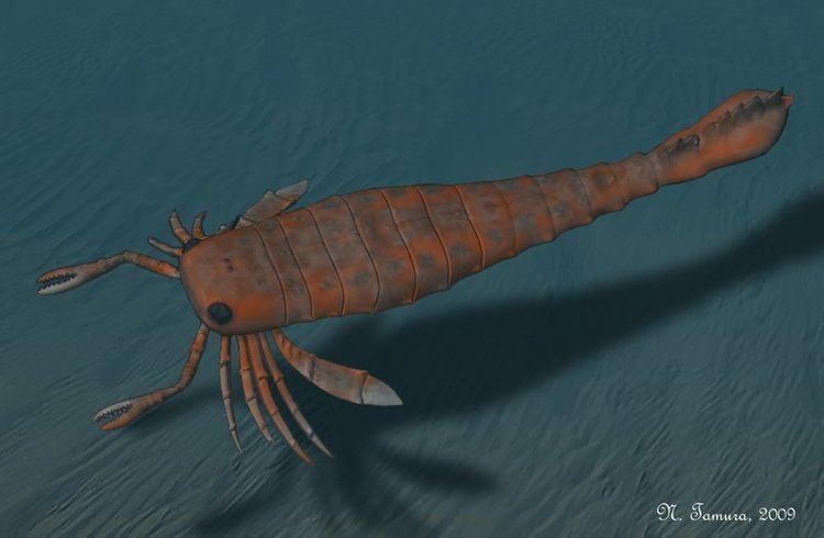 Pterygotus pterygotus DeviantArt