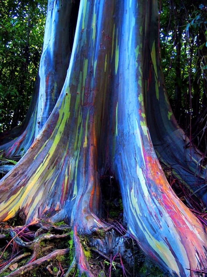 Rainbow Eucalyptus Picture