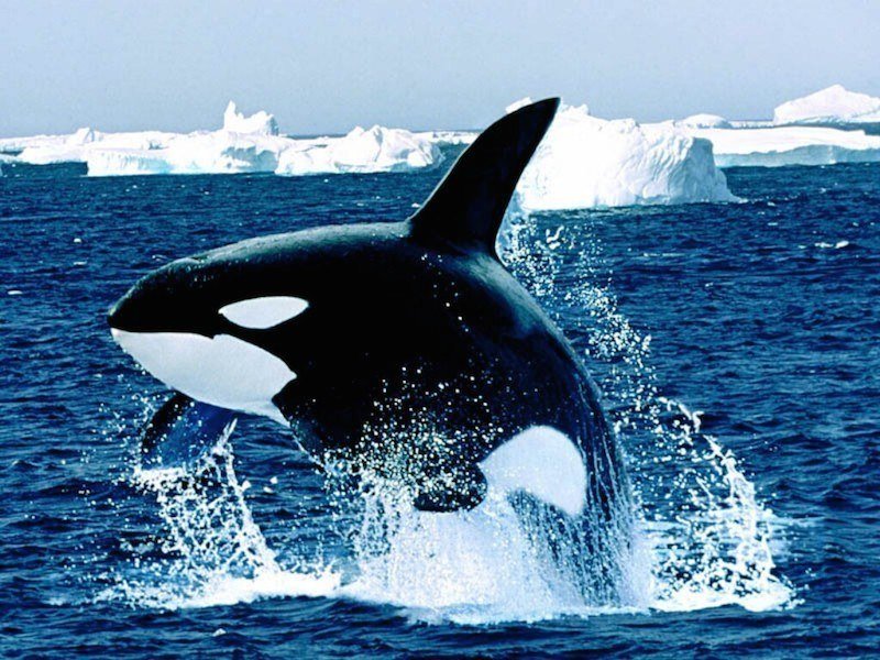 Cetacean Intelligence Leaping Orca