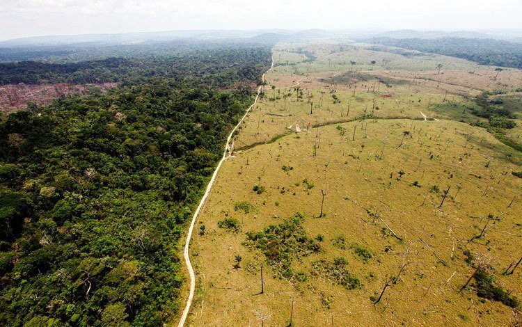 Deforestation De-Extinction