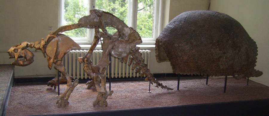 Skeleton And Shell Of A Prehistoric Armadillo