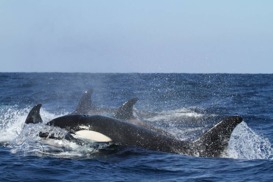 Orcas Attacking Boats In Europe