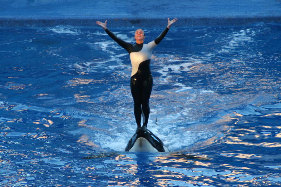 Dawn Brancheau And Tilikum