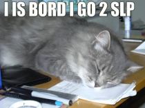 Bored lolcat
