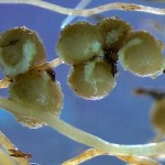 Photo by Tomomi Suwa, 2013