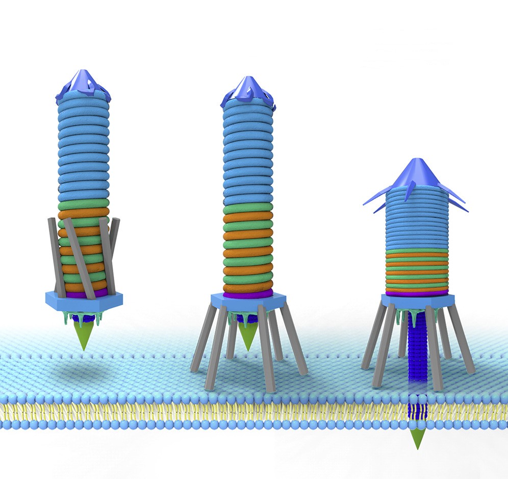 可编程的分子“注射器”