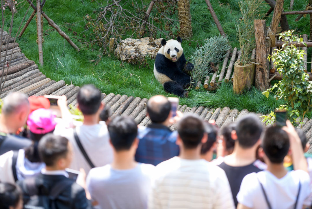 “我们爱动物园”,爱的是什么?