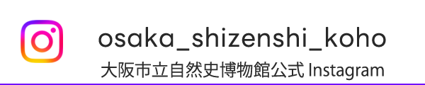 大阪市立自然史博物館公式 Instagram