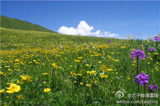 SOS,九顶山在哭泣
