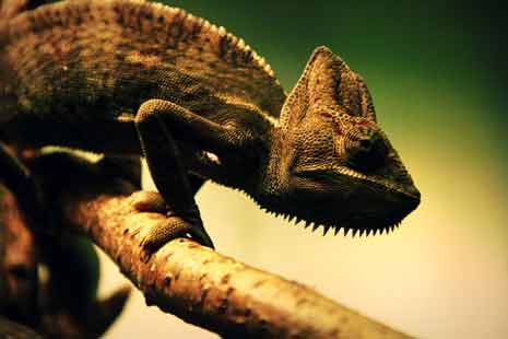 Iguana adapting to it's environment