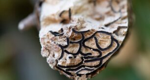 The wingless males live in the tunnels called ‘galleries’ created by the female. Image: DPIRD WA