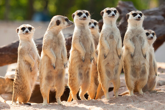 adaptable meerkats standing in row