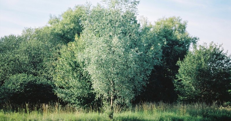 ばかみたいに面倒で、とても大切なカメラ