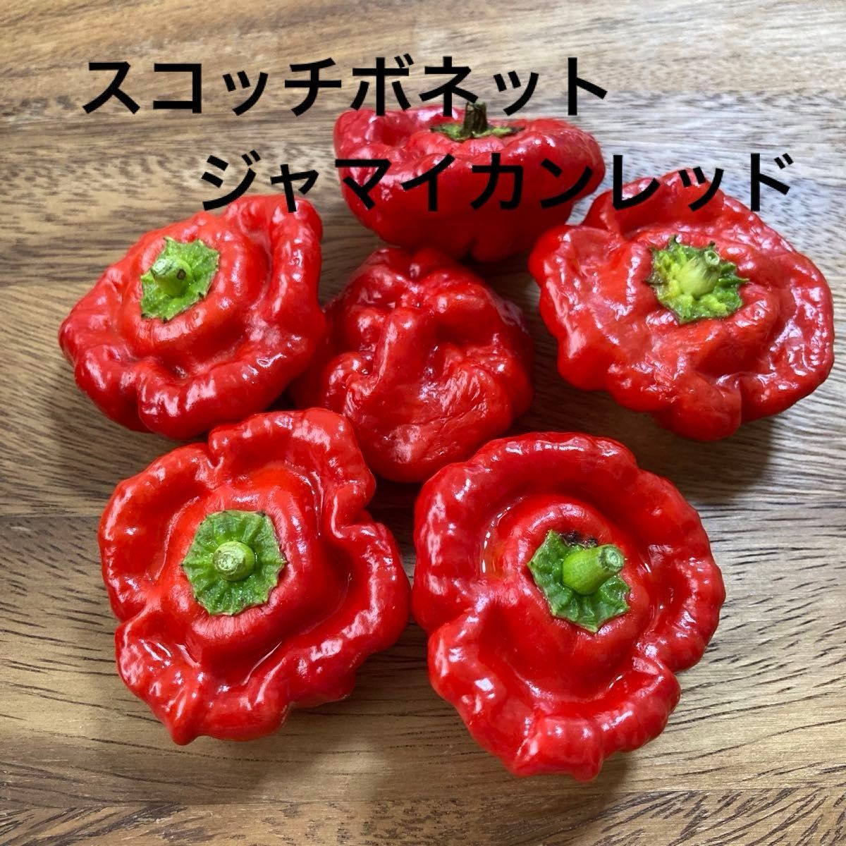 No 6 スコッチボネットジャマイカンレッド 種子|Yahoo!フリマ(旧PayPayフリマ)