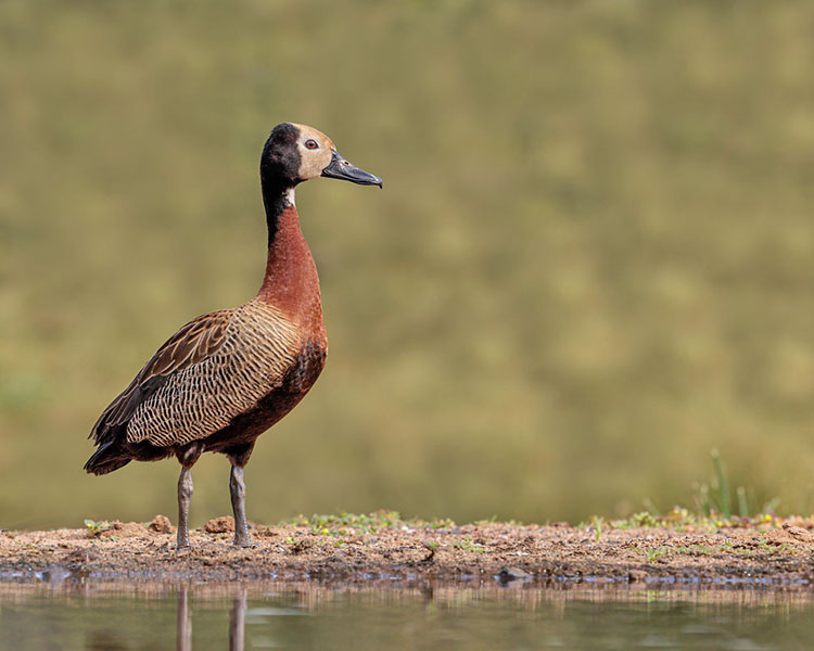 pato-silbon-de-cara-blanca