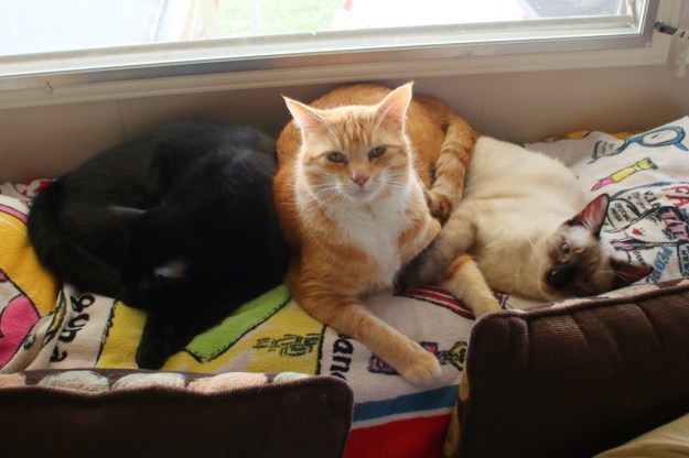 cats Puck, Chris and Floki