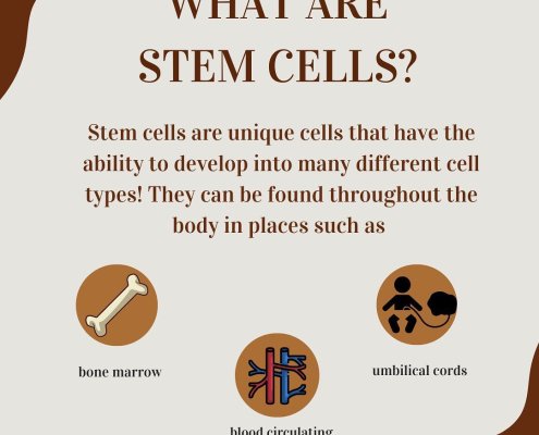 what_are_stem_cells