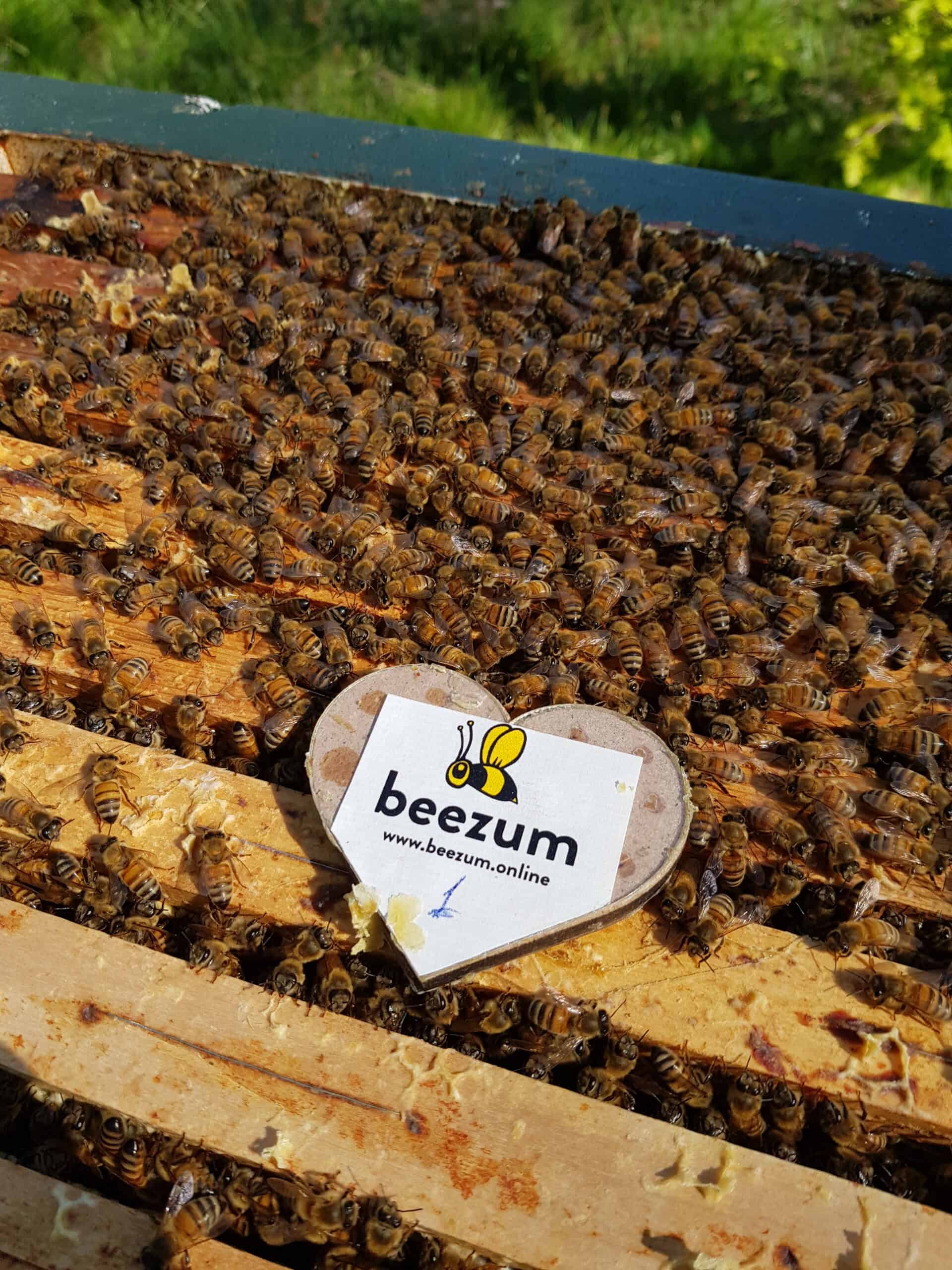 Beezum eHive Heart Sensor för att övervaka bikupa