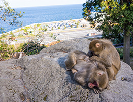 うみたまご&高崎山