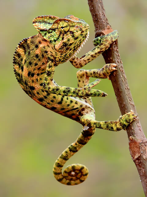 Indian_Chameleon_(Chamaeleo_zeylanicus)_Photograph_By_Shantanu_Kuveskar