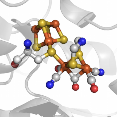 FeFe hydrogenase