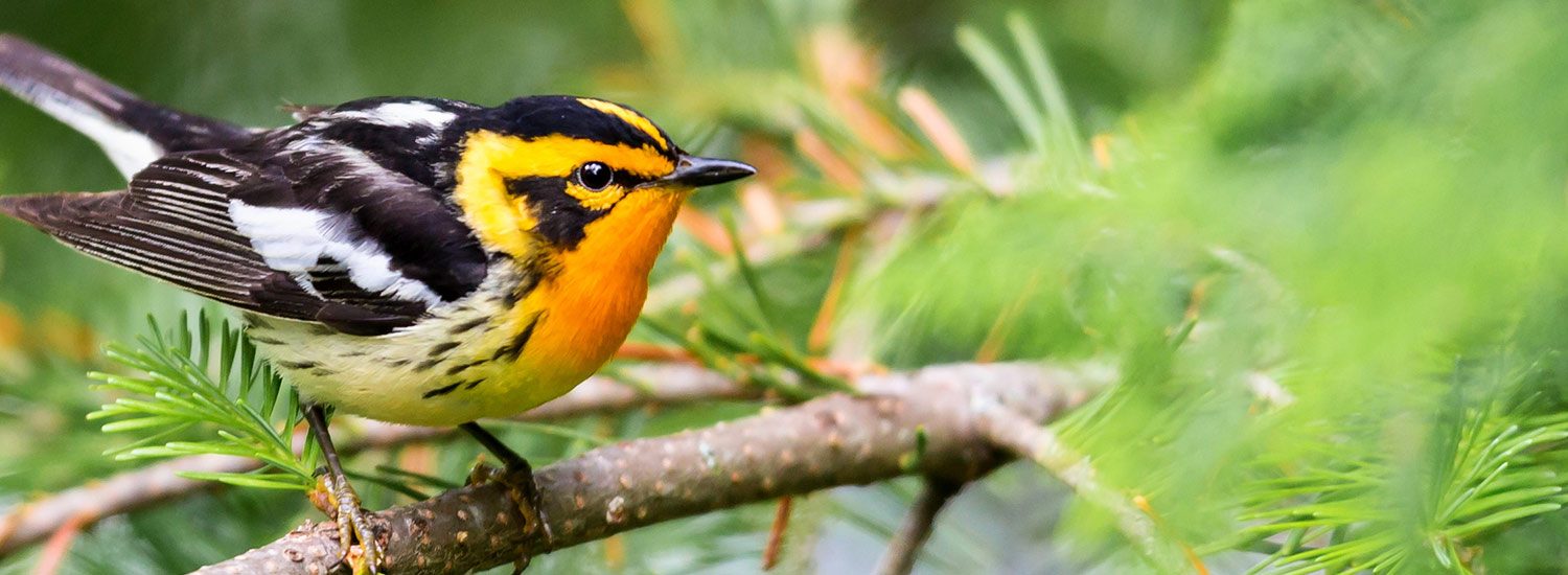 Blackburnian warbler