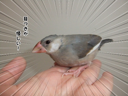 三周年感謝祭7-目つきが怪しい子供