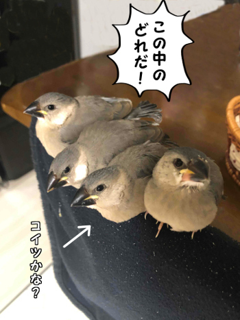 三周年感謝祭9-この中のどれだ