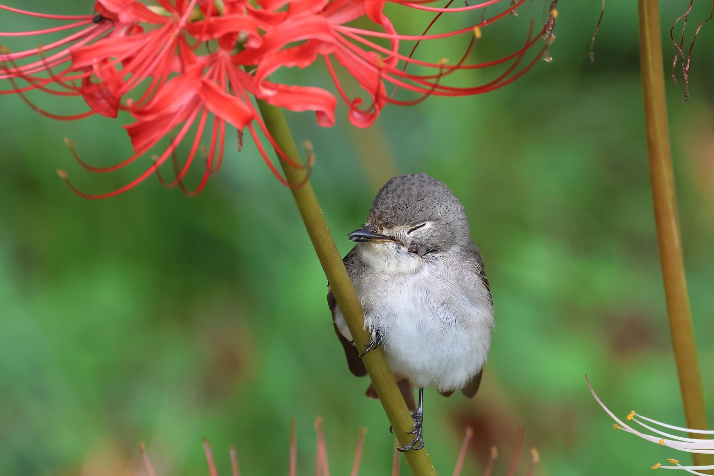 t_コサメビタキ20251003_01