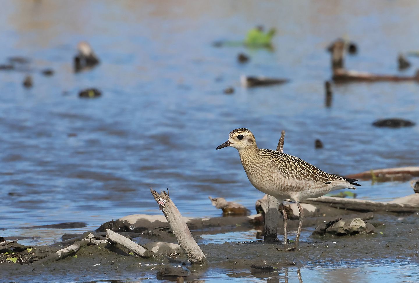 t_ムナグロ20251013_01