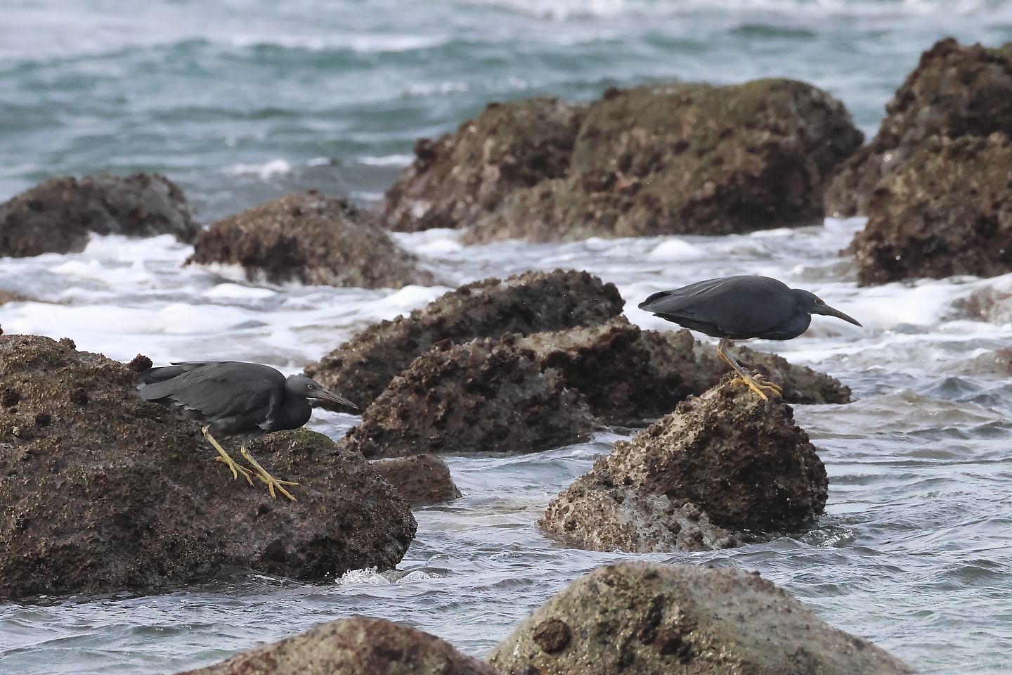 t_クロサギ20251102_04