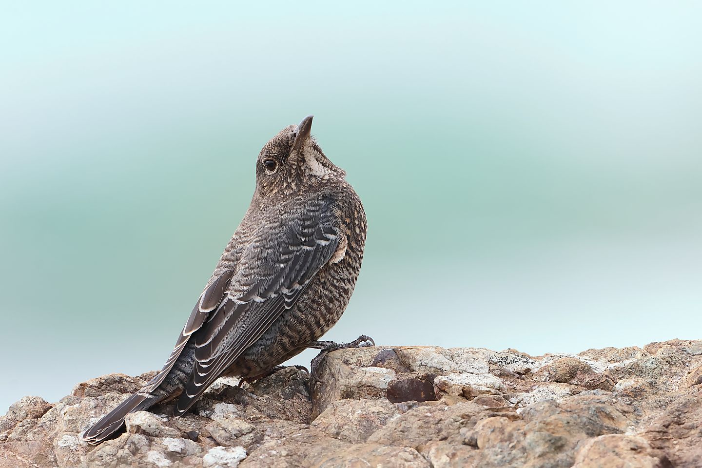 t_イソヒヨドリ20251102_01