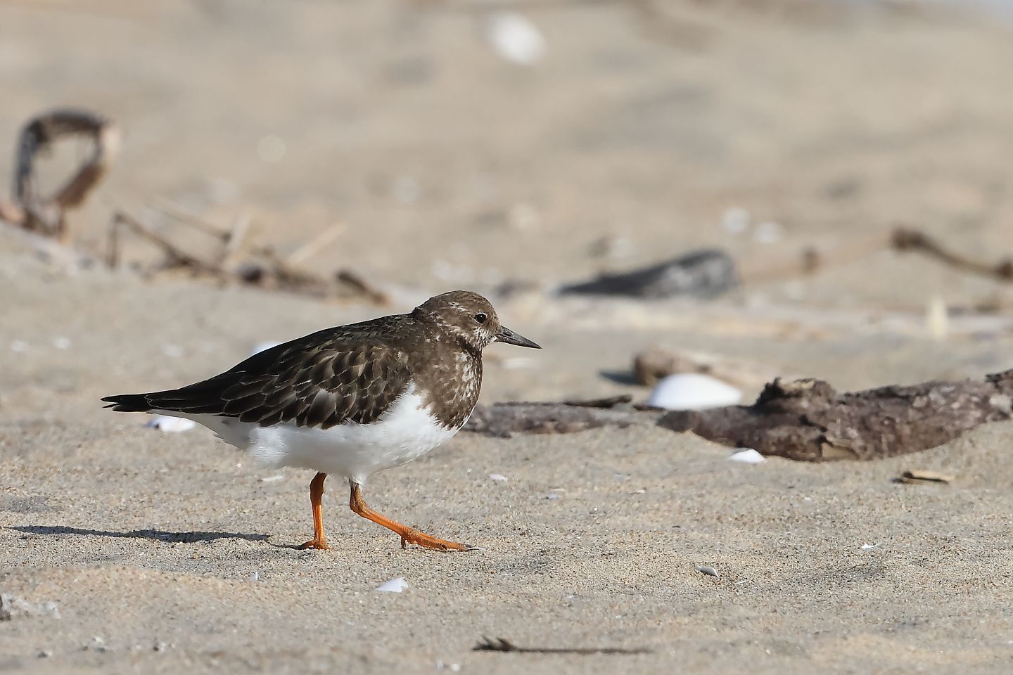 t_キョウジョシギ20251107_03