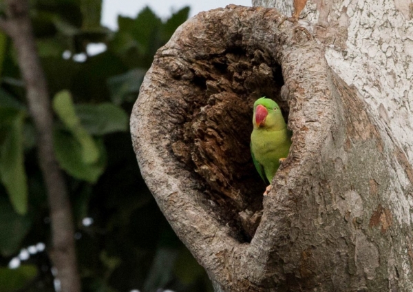 オオホンセイインコ17