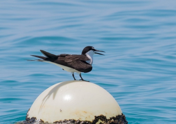 マミジロアジサシ6