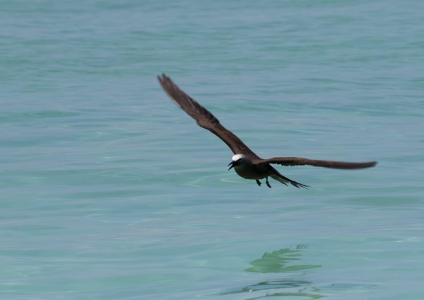 クロアジサシ11